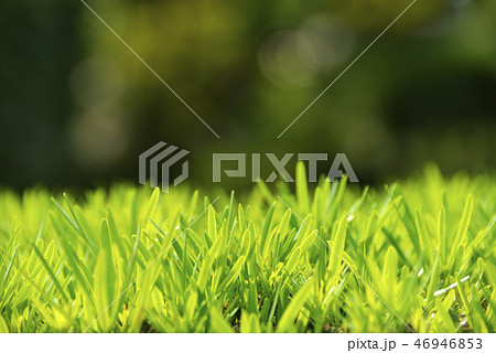 ラカンマキ 46946853