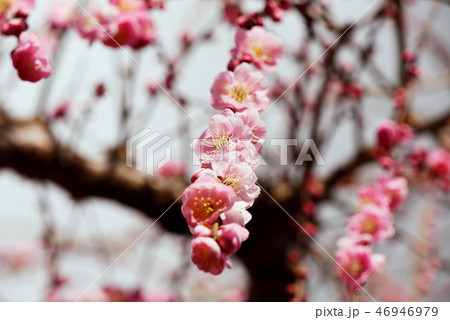 梅の花 46946979