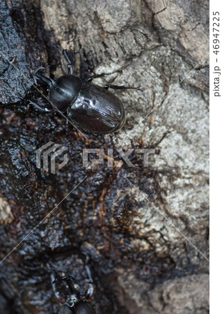 甲虫 カブトムシ雄 甲虫 カブトムシ雄 46947225