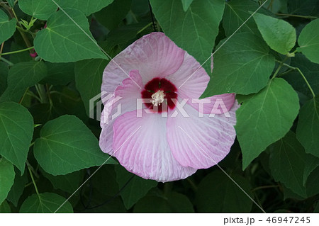 草芙蓉　アメリカフヨウ　花言葉は「華やかな恋」 46947245