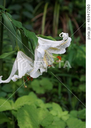 山百合　ヤマユリの花は特大です。　花言葉は「荘厳」 46947260