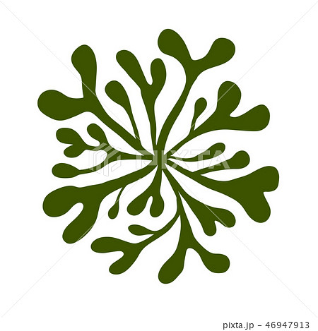 海藻 海松紋(みるもん)ベクター素材 海藻 海松紋(みるもん)ベクター素材 46947913