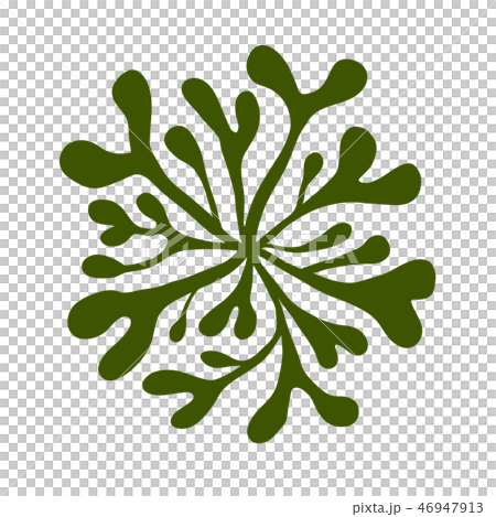 海藻 海松紋(みるもん)ベクター素材 海藻 海松紋(みるもん)ベクター素材 46947913