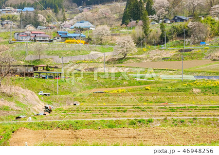 春の農村風景 46948256