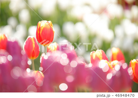 赤いチューリップ 赤いチューリップ 46948470