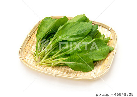 沖縄琉球野菜のンジャナ 沖縄琉球野菜のンジャナ 46948509