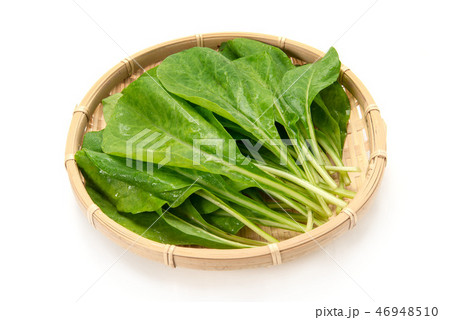 ンジャナ ンジャナ 46948510