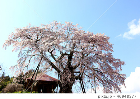 晴れ渡った春の青空と満開の不動桜(2) 46948577