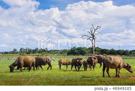 Buffalo is eating grass in the middle of the field , Animals in 46949105