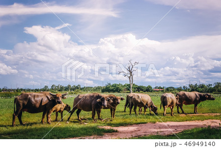 Buffalo is eating grass in the middle of the field 46949140