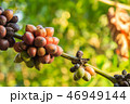 coffee tree farm organic 46949144