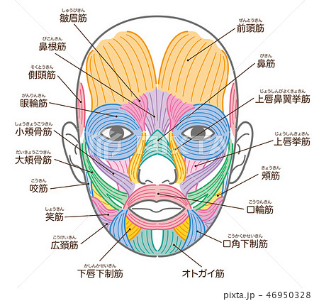 顔の筋肉 名称入りのイラスト素材