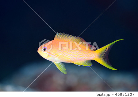 キンギョハナダイの幼魚 キンギョハナダイの幼魚 46951207