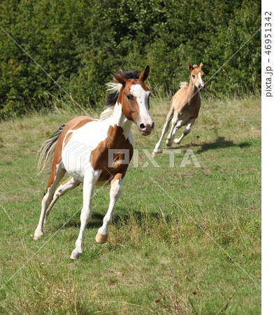 Beautiful horse running on pasturage 46951342