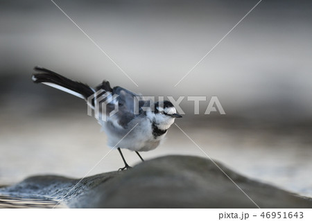 体を震わせ、多摩川に佇む「ハクセキレイ」 体を震わせ、多摩川に佇む「ハクセキレイ」 46951643