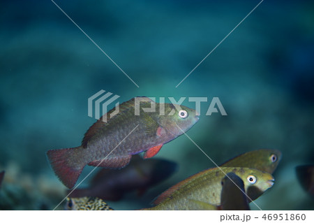 ブダイの幼魚 46951860