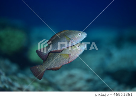 ブダイの幼魚 46951861
