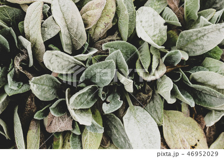 Close up of plant with big green shaggy leaves Close up of plant with big green shaggy leaves 46952029