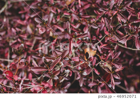 Mess of blur and focus berberis branches 46952071