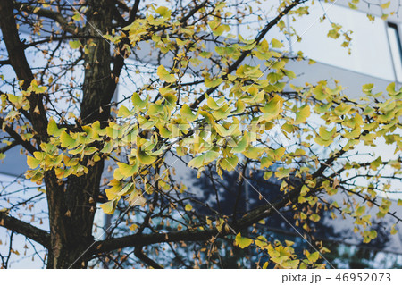 Ginko tree with yellow leaves in front of building 46952073