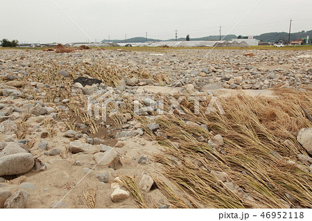 平成27年関東・東北豪雨被害 収穫前の米 平成27年関東・東北豪雨被害 収穫前の米 46952118