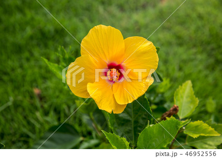 Yellow Chinese rose is blooming have red pollen, on a green background 46952556