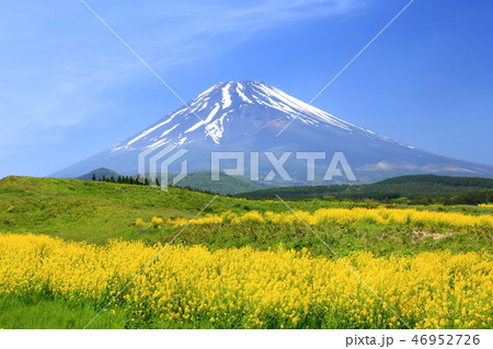 世界遺産 富士山 菜の花 静岡県 世界遺産 富士山 菜の花 静岡県 46952726