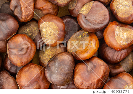 chestnut edible large brown fruit with sweet chestnut edible large brown fruit with sweet 46952772