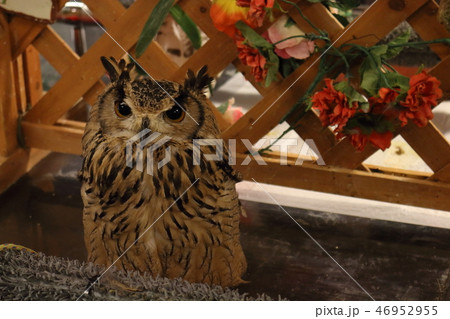 ミミズク4 46952955