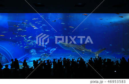 whale sharks 46953583