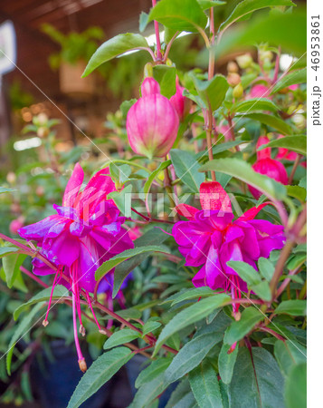 Pink Fuchsia magellanica flowers. 46953861