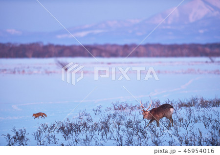 エゾシカときたきつね（北海道・野付半島） 46954016