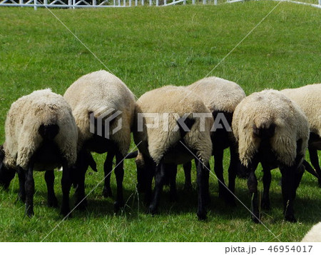 動物　羊　ヒツジのおしり 46954017