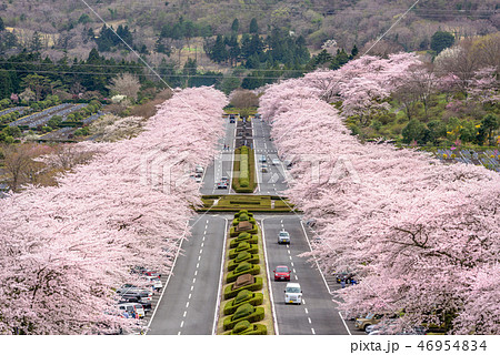 Fuji Reien Cemetery, Shizuoka, Japan in spring. 46954834
