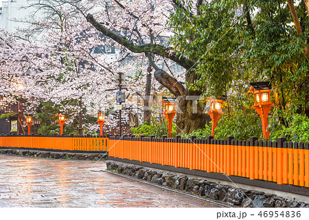 Kyoto, Japan along Shirakawa Dori Street 46954836