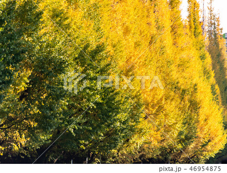 Ginkgo street avenue Meiji Jingu Gaien Park, Tokyo 46954875
