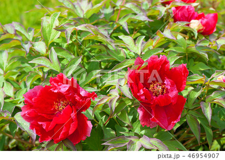 red peonies flowering on a bush in garden red peonies flowering on a bush in garden 46954907