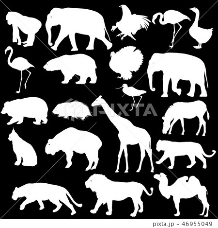 Silhouette elephant bear eagle trot duck zebra  46955049