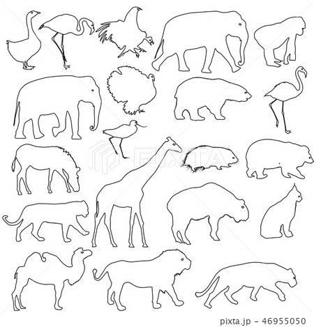 Silhouette elephant bear eagle trot duck zebra  46955050