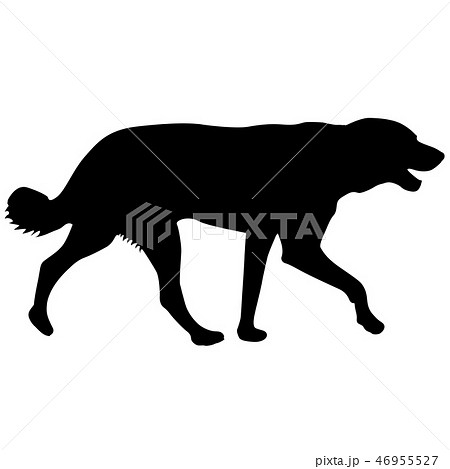 Labrador dog silhouette on a white background 46955527