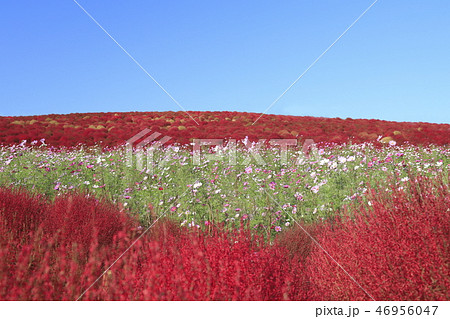 日立海浜公園　コスモスとコキアの紅葉  46956047