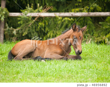 Portrait of young foal of sporthorse 46956892