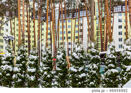 young green thuja in winter young green thuja in winter 46956992