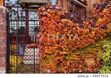 Autumn Ivy on brick wall Autumn Ivy on brick wall 46957019