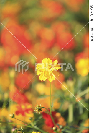 花畑のキバナコスモス　 46957059