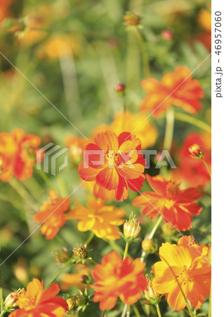 花畑のキバナコスモス　 46957060