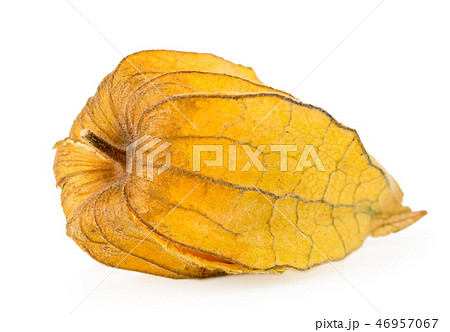 Physalis in leaves close - up on a white. Cape 46957067