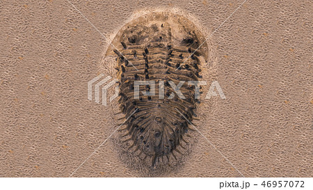 fossil trilobites imprinted in the sediment. 4 Billion Year old Trilobite 46957072