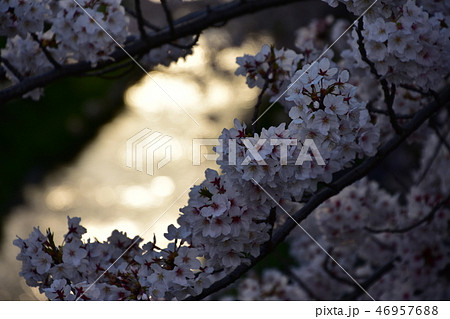 小川の桜 小川の桜 46957688