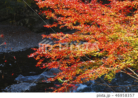 紅葉の御岳渓谷 玉堂美術館付近 紅葉の御岳渓谷 玉堂美術館付近 46958357